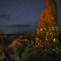 Descalifican a un ganador mundial de fotografía de naturaleza por retratar un animal disecado