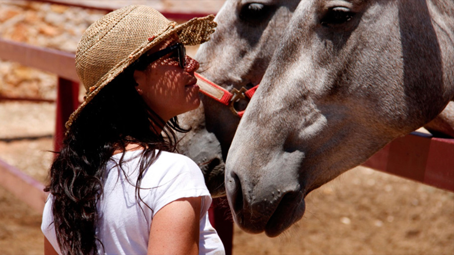 Los caballos recuerdan expresiones emocionales de personas que han visto antes, afirma estudio