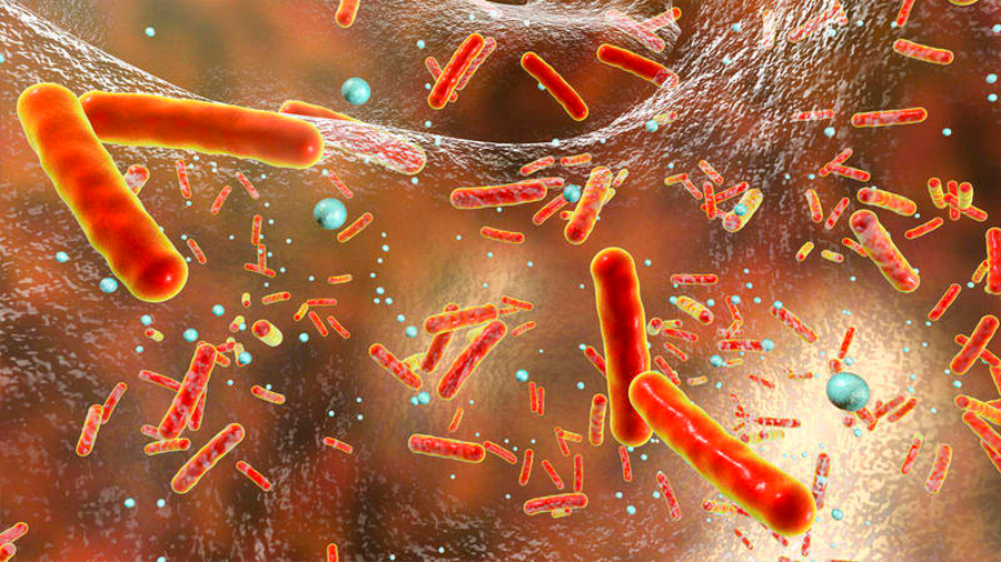 Descubren algunas bacterias que comen penicilina además de resistirse al antibiótico
