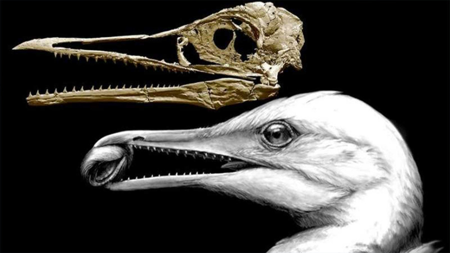El hallazgo de un pájaro con pico y dientes arroja luz sobre la evolución de los dinosaurios a las aves