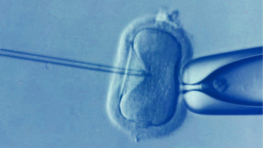 Científicos obtienen embriones sin pasar por la fecundación