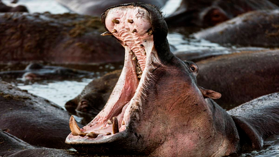 Los hipopótamos de Pablo Escobar, la mayor especie invasora del mundo