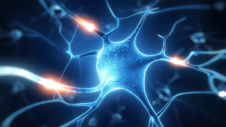 Las personas con mayor cociente intelectual tienen neuronas más grandes
