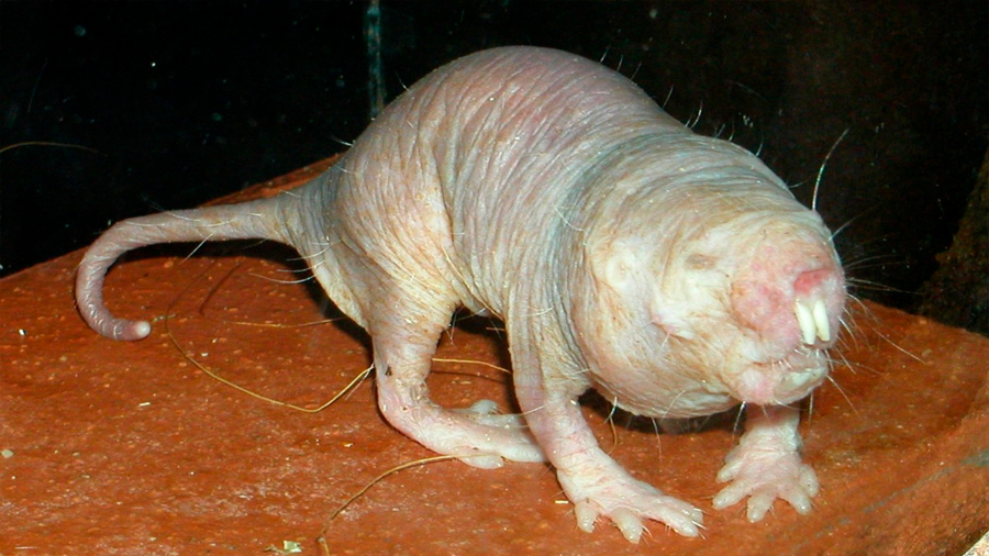 Investigadores descubren una especie de ratas que no envejece como los otros mamiferos