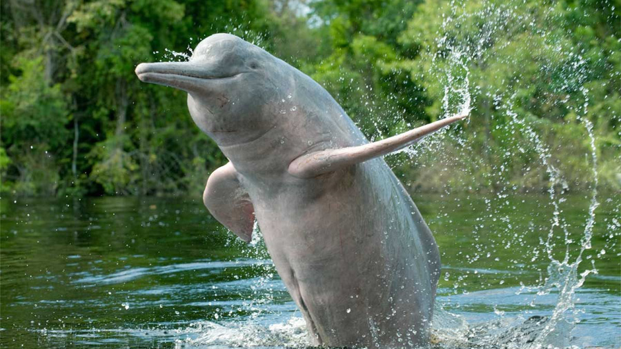 La población de delfines del Amazonas sufre un alarmante declive