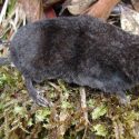 Nueva especie de musaraña con pelo en la cola hallada en Filipinas