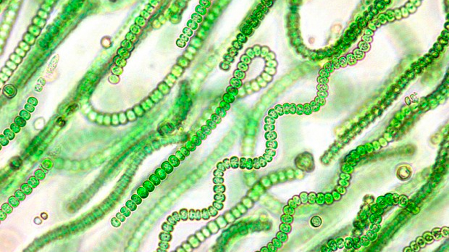 Postulan uso de la biotecnología basada en la simbiosis alga-bacteria para tratar aguas residuales