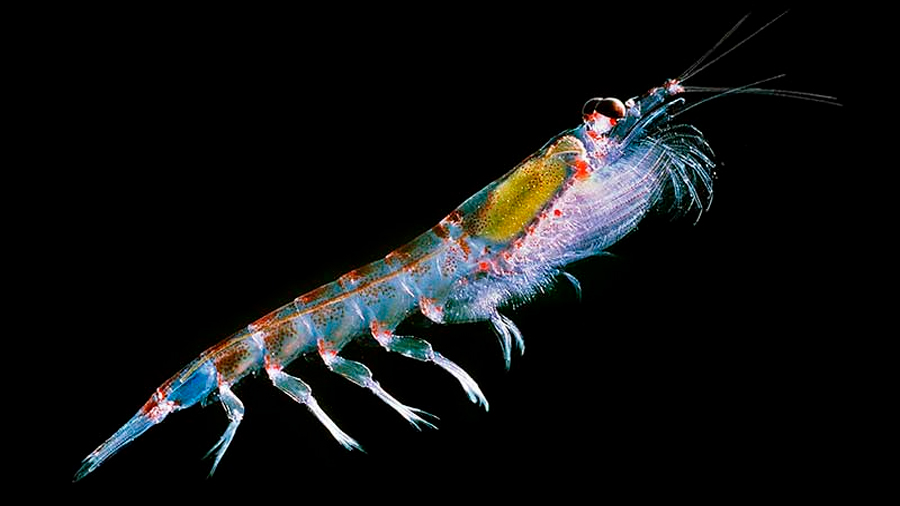 Ejército de diminutos crustáceos capaz de crear poderosas corrientes y turbulencias en lo profundo del océano
