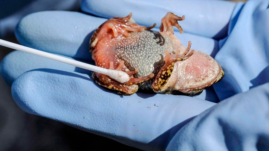 Proviene de Corea el hongo que mata anfibios y ha causado desaparición de 200 especies en pocas décadas