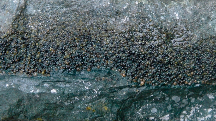 Hallados los restos más puros del mundo del meteorito de Chicxulub
