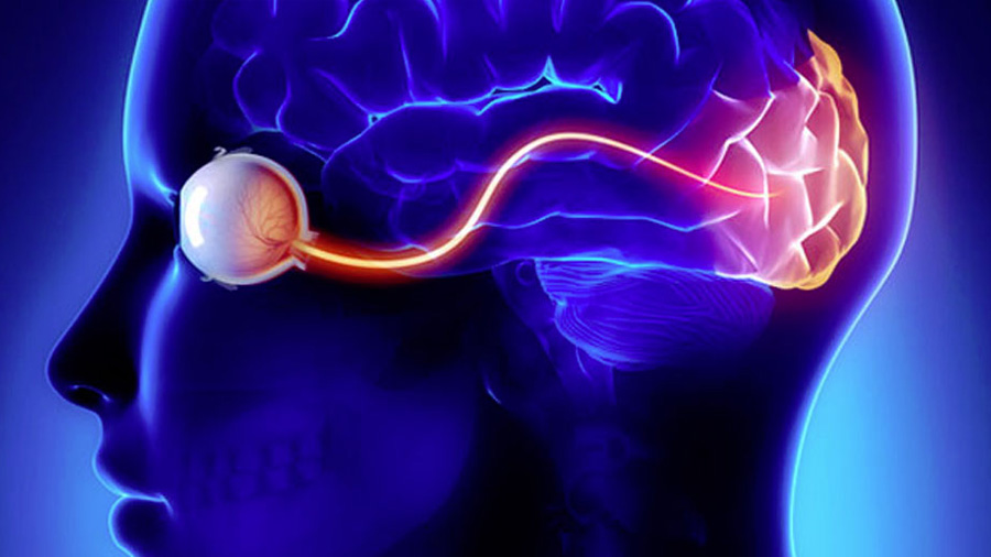 ’Ojos en la nuca’: científicos descubren el verdadero alcance de la percepción humana