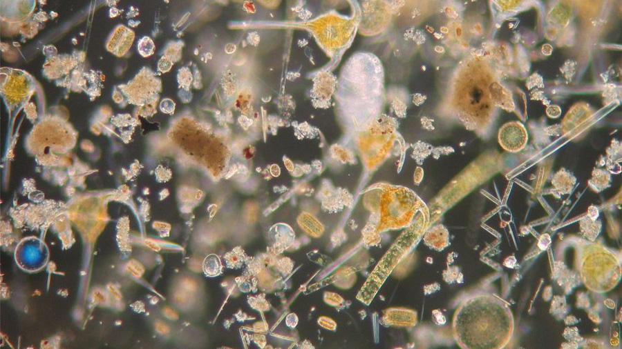 Los microorganismos del plancton marino tienen una ajetreada ‘vida social’