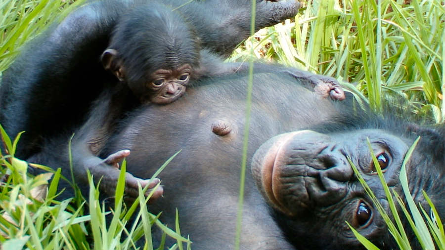 Evidencias de asistencia en el parto entre hembras de bonobo