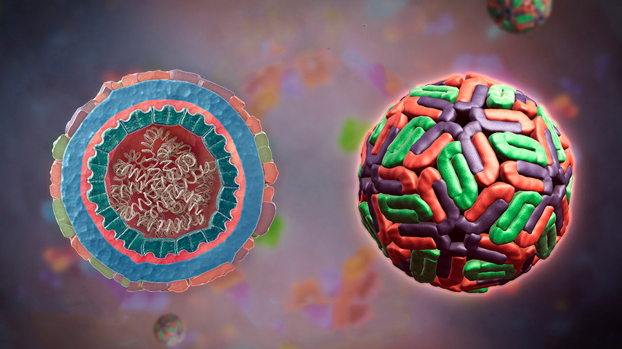 Describen investigadores mexicanos cómo afecta virus del dengue el núcleo celular