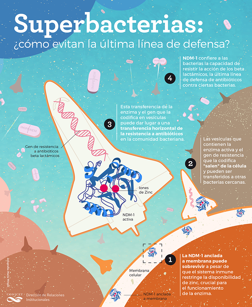 Superbacterias: ¿cómo evitan la última línea de defensa?