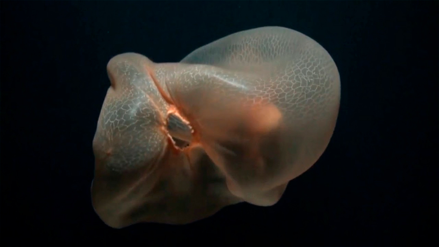 Logran grabar por primera vez na rara especie de medusa sin tentáculos parecida a bolsa de plástico