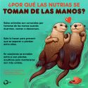 ¿Por qué las nutrias se toman de las manos?