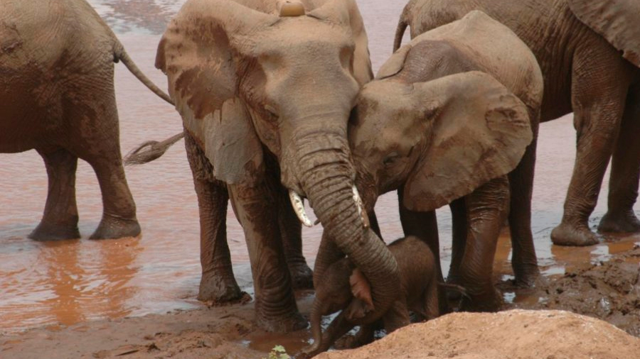 Los elefantes cambian de hogar cuando se quedan huérfanos por la caza furtiva