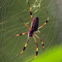 Se descubre un mecanismo clave para la resistencia de la seda de araña