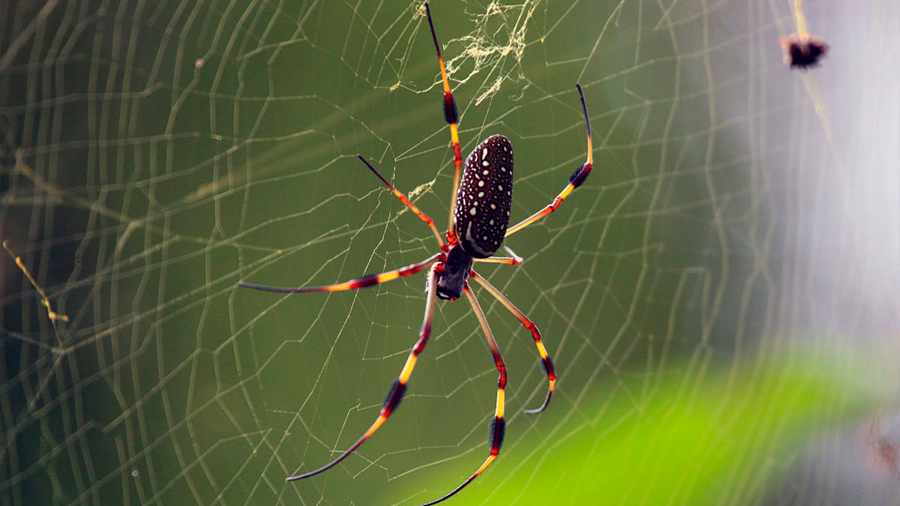 Se descubre un mecanismo clave para la resistencia de la seda de araña