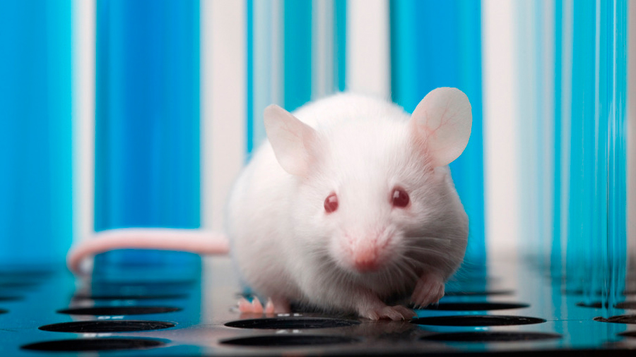 Investigadores logran manipular el gusto de los ratones para eliminar su deseo por el dulce