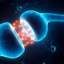 Descubren un proceso fundamental mediante el que se construyen cerebros