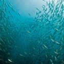 Centenares de especies de peces emigran al norte para escapar del cambio climático