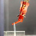 Científicos japoneses han logrado integrar tejido muscular vivo en robots