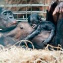 Las chimpancés bonobos hacen de 'comadronas' durante el parto de sus compañeras