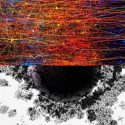 El cerebro crea estructuras neuronales con 11 dimensiones cuando procesa información