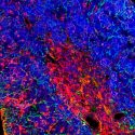 Científicos españoles generan leucemia de linfocitos T 'in vivo' a partir de una célula sana
