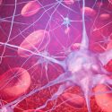 Transforman glóbulos humanos en neuronas funcionales