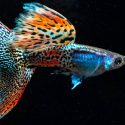 A estos peces les crece el cerebro cuando hay un depredador