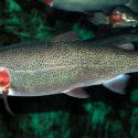 Una especie de peces logra su adaptación genética a un nuevo hábitat en solo 120 años