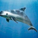 El gobierno mexicano se rinde ante la desaparición de la vaquita marina