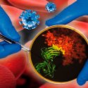 Logran alentadores resultados en animales con una vacuna experimental contra el VIH