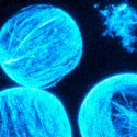 Crean células artificiales que se comportan como reales