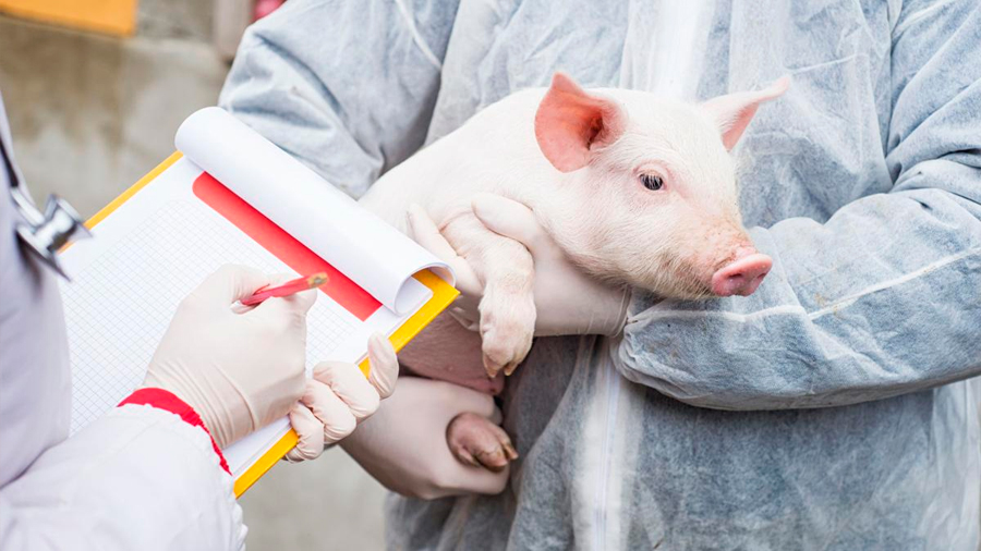 Logran investigadores reanimar con éxito cerebros de cerdos muertos