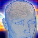 Gran aumento en la corteza cerebral podría indicar una evolución única del cerebro humano
