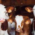 Investigador mexicano patenta antibiótico veterinario
