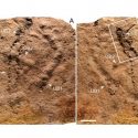 Hallada en China la huella de animal más antigua de la Tierra: de hace 541 a 635 millones de años