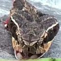 El hombre que casi muere tras ser mordido por la cabeza de una serpiente que había decapitado