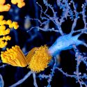 Descubren que acumulación de proteína Tau puede contribuir a la muerte celular en el Alzheimer