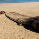 ¿Qué era el misterioso animal varado en una playa de África? Científicos lo descubren