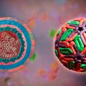 Describen investigadores mexicanos cómo afecta virus del dengue el núcleo celular