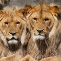 Nueve leones mueren envenenados en el famoso parque de Serengeti en Tanzania
