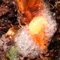 Un insecto produce espuma para protegerse del calor