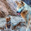 Avanza satisfactoriamente la rehabilitación del lobo mexicano