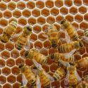 Abejas matemáticas