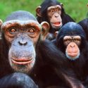 Estos changos se emborrachan con dos divertidos trucos, ¿cuál usarías tú? (Video)